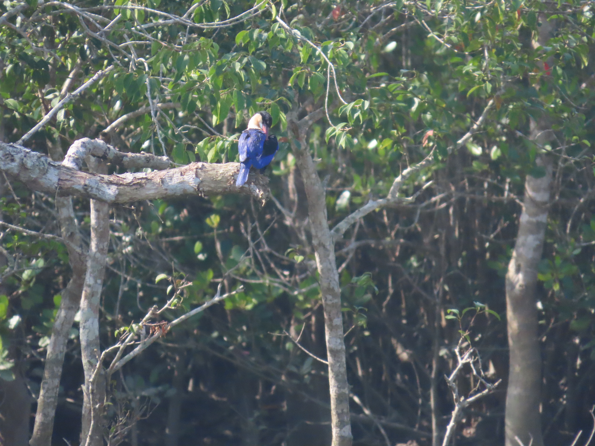 Black-capped Kingfisher