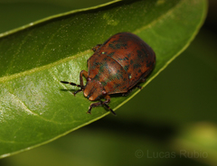 Coptochilus lentiginosus