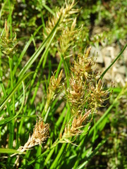 Carex edura
