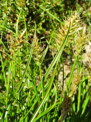 Carex edura