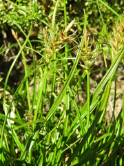 Carex edura