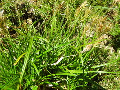 Carex edura