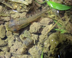 Litoria rubella