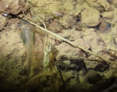 Litoria rubella
