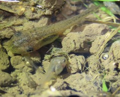 Litoria rubella