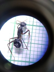 Camponotus