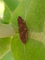 Clovia