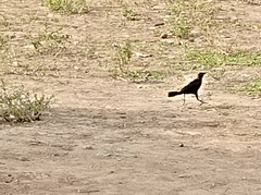 Quiscalus lugubris