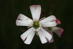 Silene saxifraga