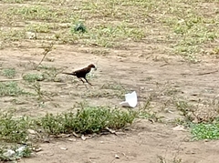 Quiscalus lugubris