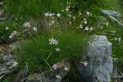 Silene saxifraga