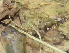 Litoria rubella