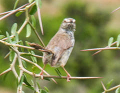 Prinia maculosa exultans
