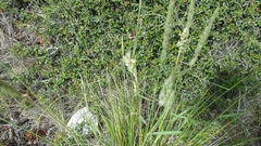 Calamagrostis ophitidis