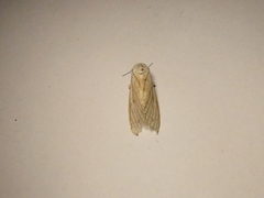 Hypercompe trinitatis