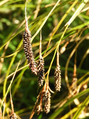 Carex solandri