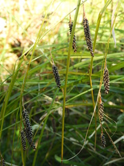 Carex solandri