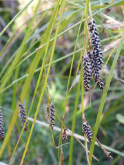 Carex solandri