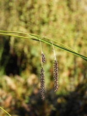 Carex solandri