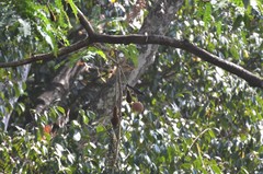 Parkia