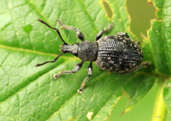 Otiorhynchus tristis