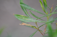 Asphondylia dodonaeae