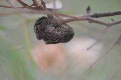 Asphondylia dodonaeae