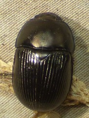 Geotrupes blackburnii