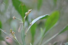 Asphondylia dodonaeae