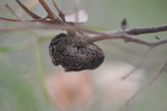 Asphondylia dodonaeae
