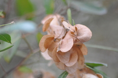 Asphondylia dodonaeae