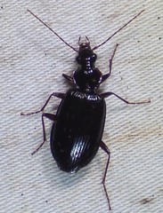 Platynus cincticollis