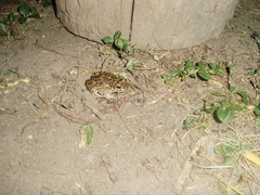 Leptodactylus bufonius