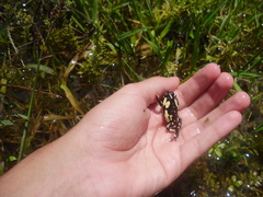 Melanophryniscus stelzneri