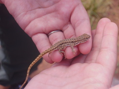 Liolaemus wiegmannii