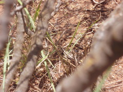 Liolaemus chacoensis