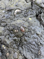 Coleomegilla quadrifasciata