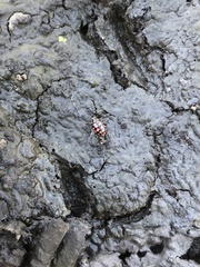 Coleomegilla quadrifasciata