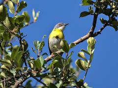 Apalis flavida florisuga
