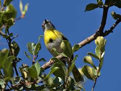 Apalis flavida florisuga