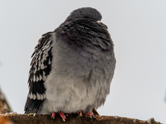 Columba livia domestica