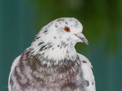 Columba livia domestica