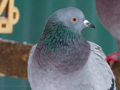 Columba livia domestica