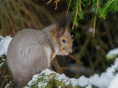 Sciurus vulgaris