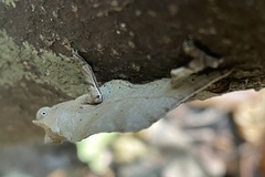 Rieppeleon brevicaudatus