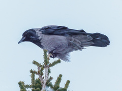 Corvus cornix