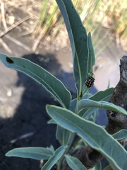 Coleomegilla quadrifasciata