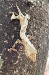 Rieppeleon brevicaudatus