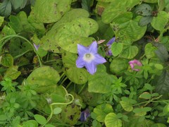 Ipomoea hederacea integriuscula