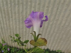 Ipomoea hederacea integriuscula